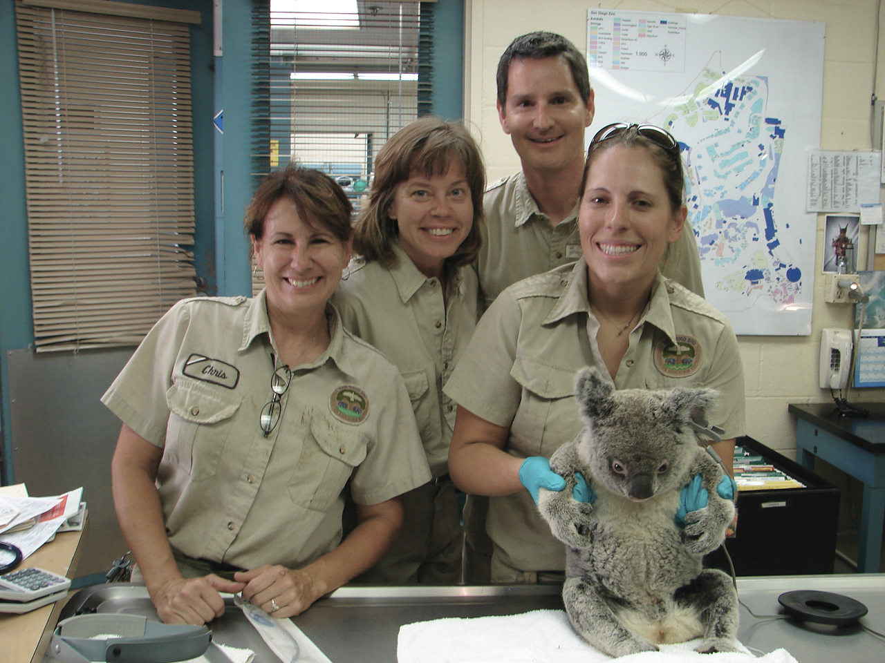 Keepers and veterinarians with Nariah koala