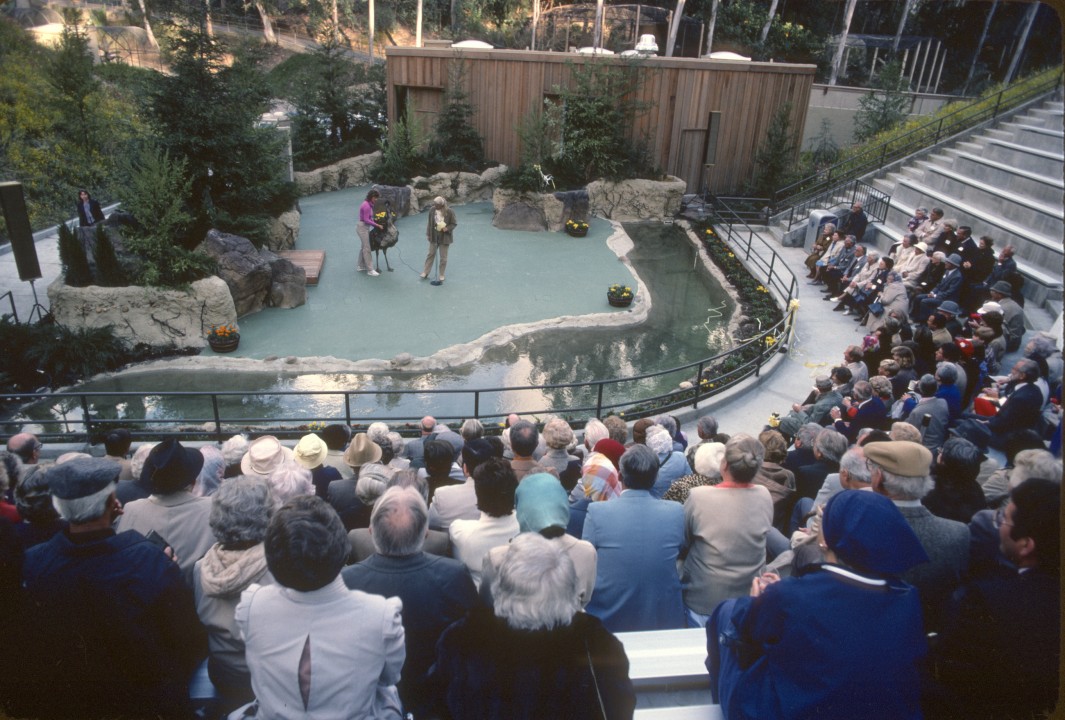Hunte Amphitheater of Animal Behavior opened at the Zoo on March 28, 1985, when an audience of nearly 200 attended the dedication ceremony. Joan Embery (on stage, right) introduced the audience to the home of the Animals in Action Show, along with Kathy Marmack, animal training supervisor, and Daphne the emu. The goal of the new show was to provide education about the animals in an entertaining way, showing the animals' natural behaviors and connecting people to wildlife by introducing the individual animals' personalities and characteristics.