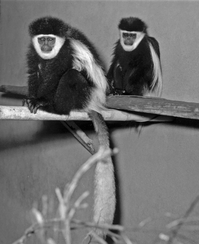 Two young Kikuyu colobus monkeys livened up the monkey exhibits in 1950 when they arrived as companions for the Zoo's one male, Old John, who was 12 years old. They moved in next door to him, but he showed little interest in their fast and noisy lifestyle. As they 