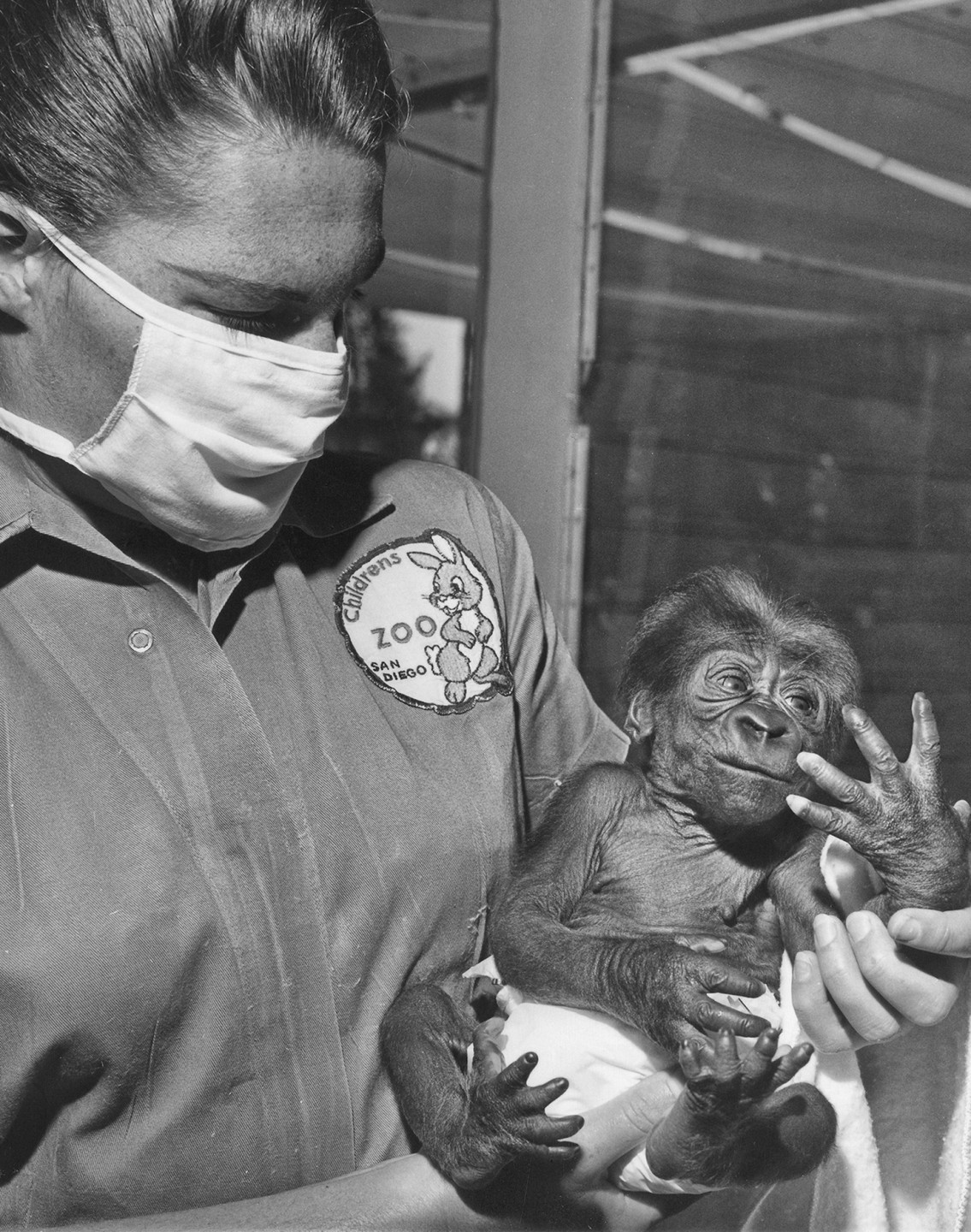 After Alvila's birth, Vila tried to care for her baby, but she couldn’t get the hang of how to nurse her properly. So Alvila was brought to the Children’s Zoo nursery to be hand raised. Visitors flocked to see the baby ape as she grew. Alvila was an adorable handful, and she kept the Children's Zoo nursery attendants on their toes.