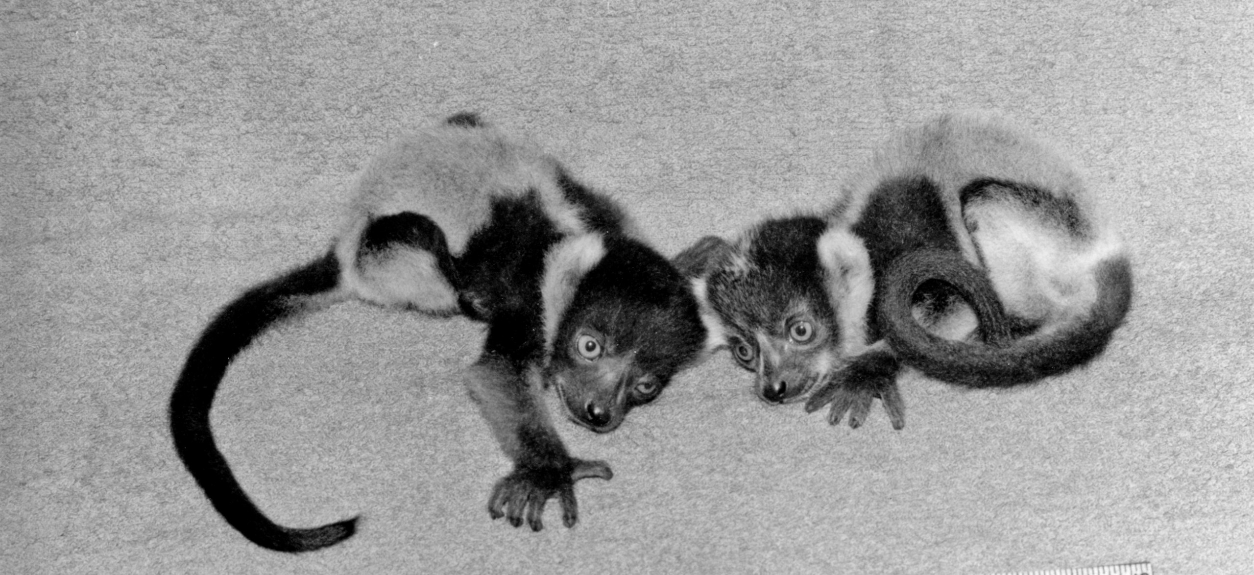 Black-and-white ruffed lemur babies