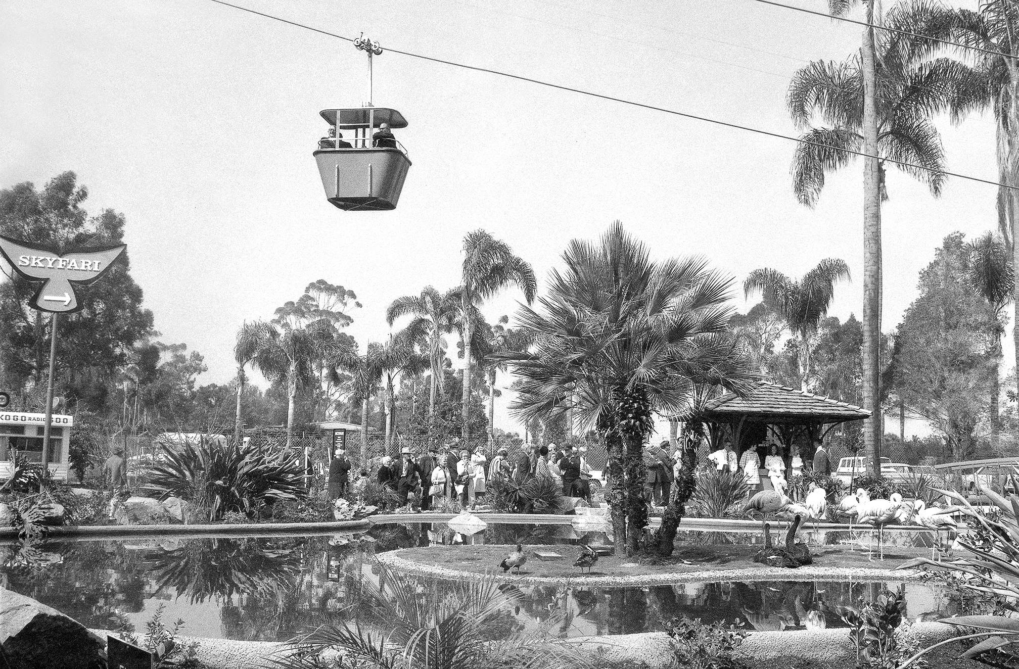 High adventure at the Zoo: Opening day for Skyfari was March 20, 1969, with a media event and ribbon cutting ceremony. The views from the first gondola off to the far side of the Zoo were enjoyed by radio and television personality Art Linkletter; Sam Lofting, San Diego deputy mayor; GeorgiAnn Amaguin, representing the children of San Diego; and Pat Johnson, a Western Airline stewardess.