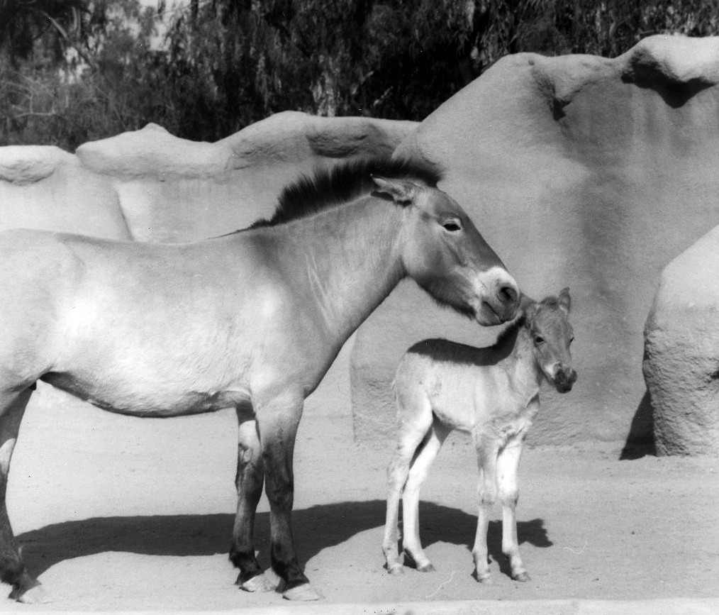 Bolinda, Przewalski's horse