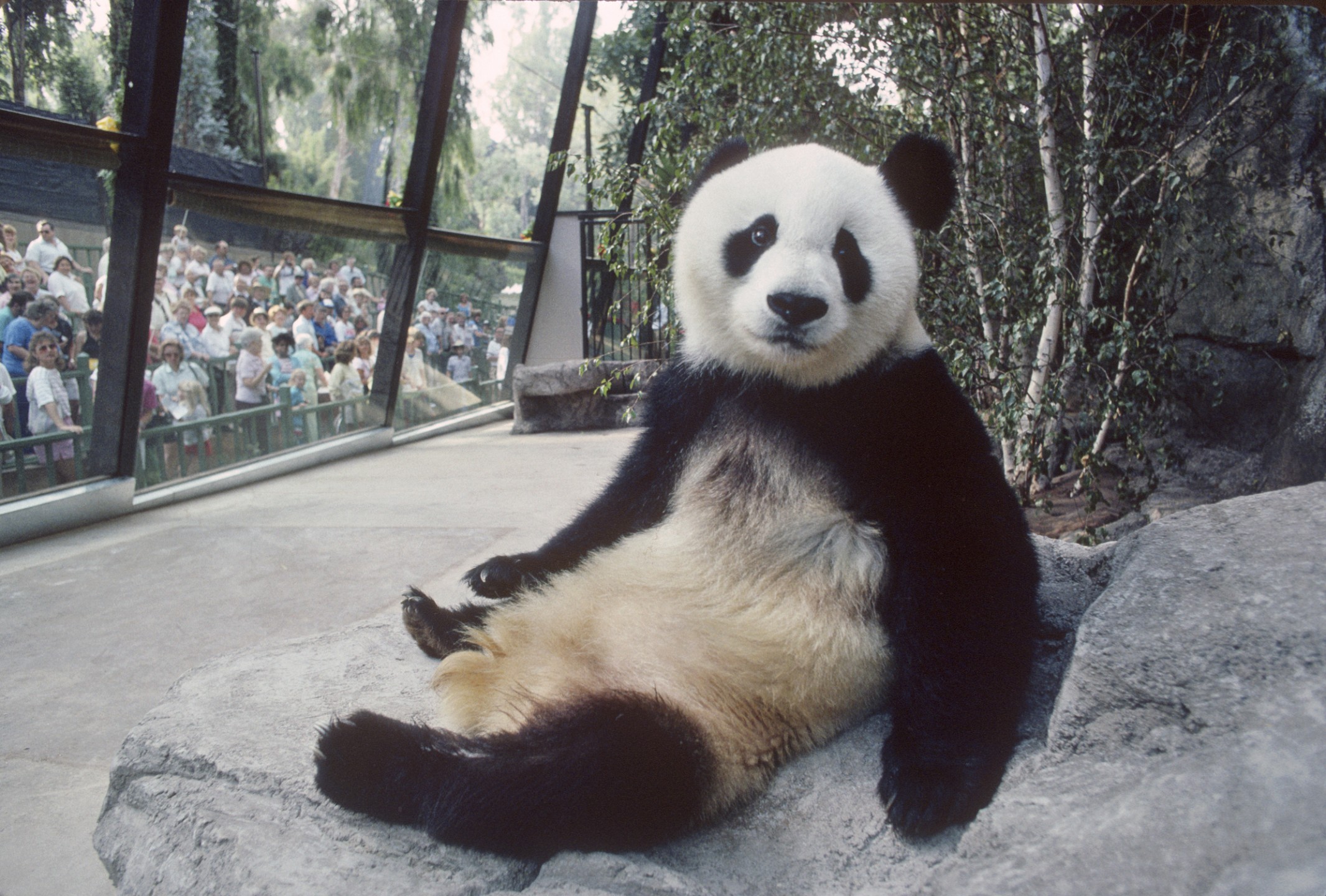Yuan Yuan, giant panda