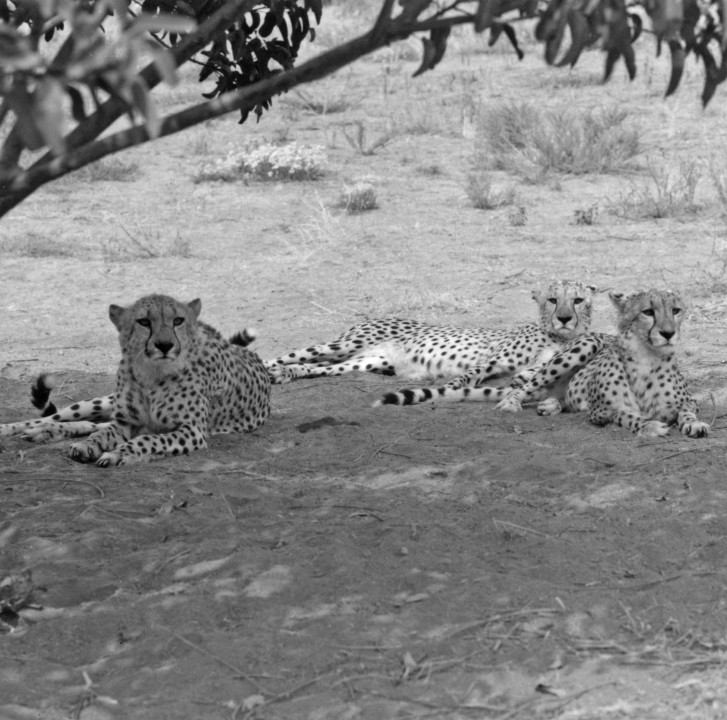 Studying the reproduction and reproductive behavior of cheetahs has been an ongoing, long-term project, and it got its start in 1970 before the Wild Animal Park was open to the public. Dr. Lynn Griner, then pathologist and director of the Society's Health Department, wrote about the start of a research study on the reproductive behavior of cheetahs in ZOONOOZ, saying that 10 cheetahs had been obtained from South Africa and were established in 2 separate, 5-acre enclosures. One goal was to study the behavior in groups with different sex ratios, so one group had three males and two females, while the other had two males and three females. It was the beginning of what is now 45 years of scientific study that has been invaluable in the conservation of these unique cats.