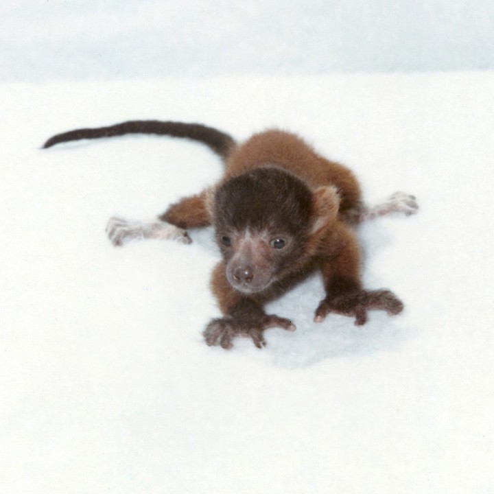 The first red-ruffed lemur born at the San Diego Zoo—and the first one ever born at a zoo in the United States—arrived in April 1973. He had a rough start, unfortunately, rejected by his mother and left on the floor of the outdoor enclosure. But keepers rescued him in time and took him to the Children's Zoo nursery to be hand raised, where he did fine with a little TLC.