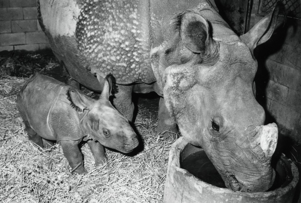 Gainda's birth was especially happy news since Jaypuri had given birth twice before, but neither calf had survived. Gainda was strong and thriving, though, and Jaypuri was proving to be a watchful and doting mother.

With this birth, the Wild Animal Park could now boast having successfully bred three species of rhinos: black rhinos, southern white rhinos, and greater one-horned rhinos. Seeing Gainda running, spinning, and playfully chasing and charging her mother, the keepers and curators were proud of the accomplishments and hopeful for the contributions the Park could make to rhino conservation in the future.