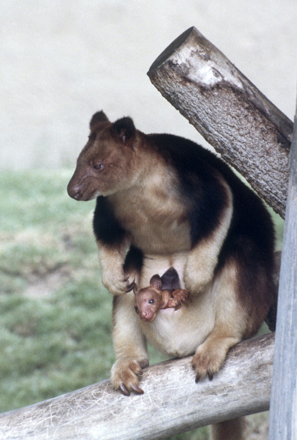 Rare in zoos, the Goodfellow's tree kangaroos at the San Diego Zoo, a species native to New Guinea, wowed visitors and pleased staff with a joey in 1979. This was the first time this species had reproduced at the San Diego Zoo, and the little one poked its head out for the first time on August 6.