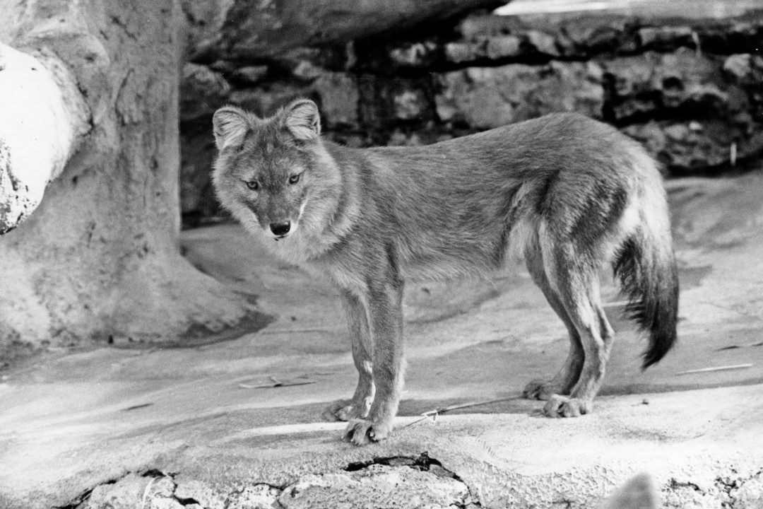 Thanks to a trade with the Kwangchow Zoo in Canton, People's Republic of China, the San Diego Zoo became home to a pair of Chinese dholes, a species rarely seen in zoos, especially in western zoos at the time. There were few studies of this unique canid species, and the Zoo staff looked forward to learning more about their behavior.