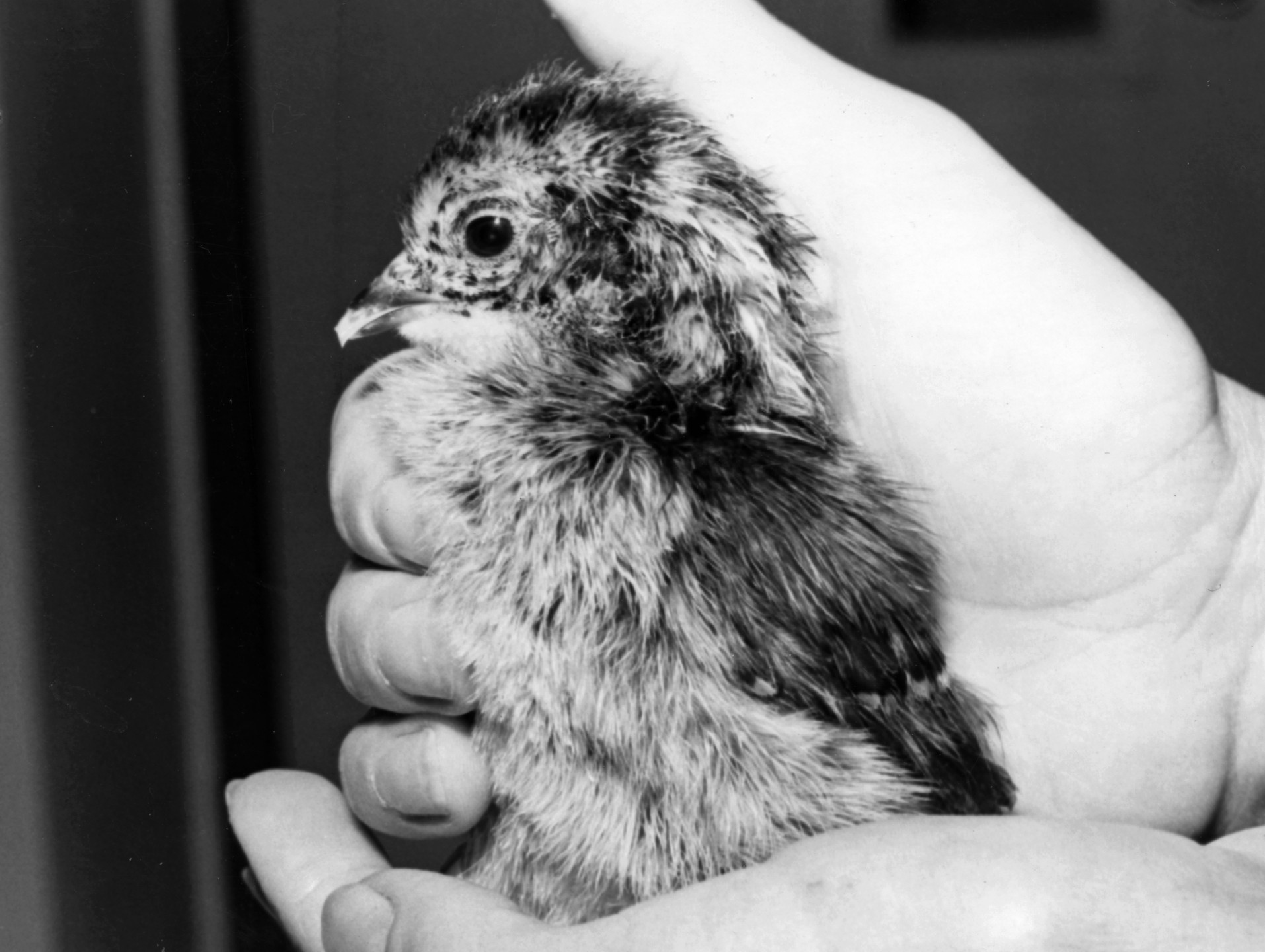 In 1983, the San Diego Zoo received a pair of Chinese monal pheasants from the People's Republic of China, a species rarely seen in zoos, even in their own country. The pair bred and laid five eggs, and on May 13, 1984, which happened to be Mother's Day, the first Chinese monal pheasant hatched in the Western Hemisphere.