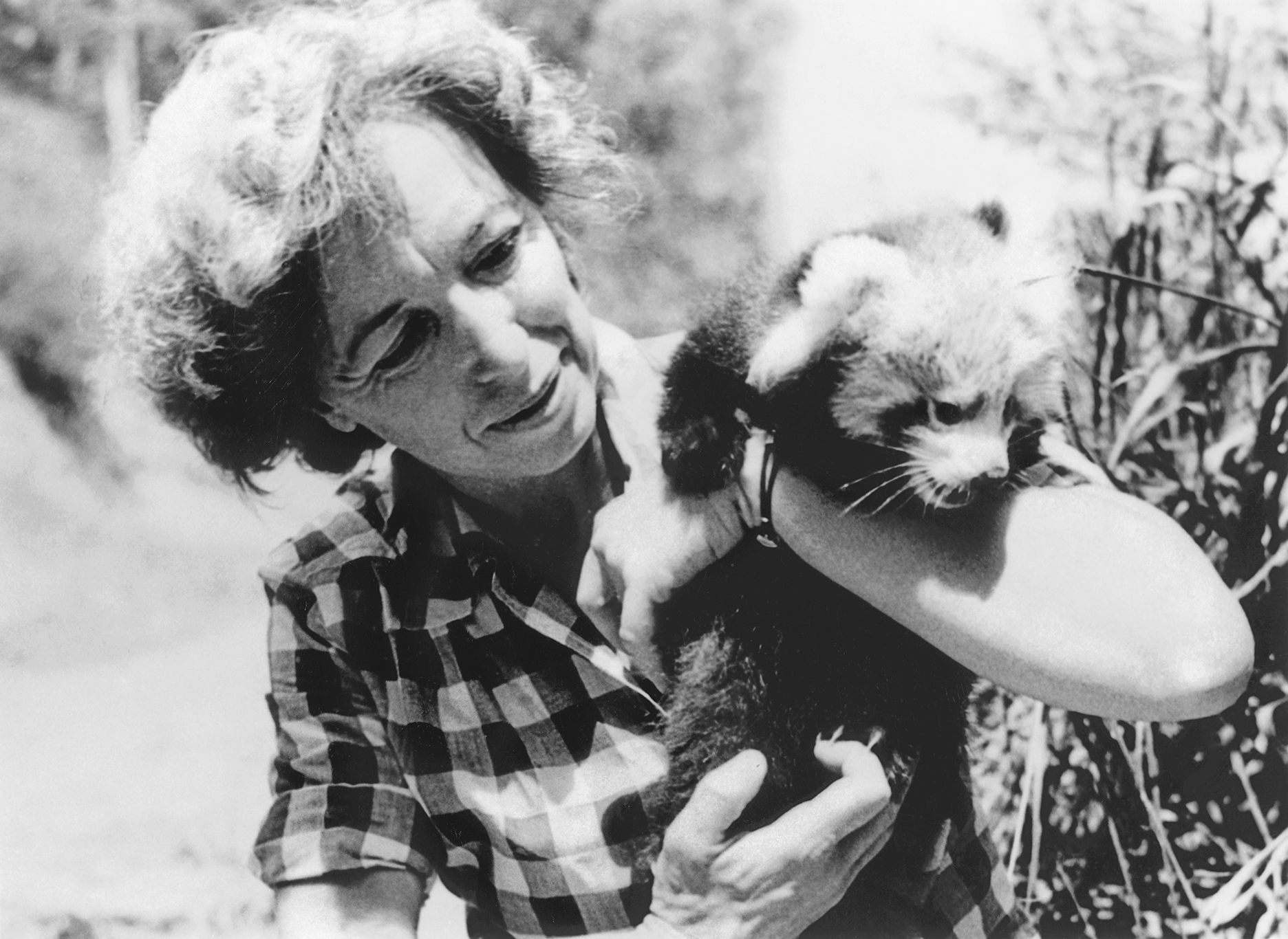 Two standouts: Georgia Dittoe, one of only a very few female zookeepers, says hello to one of the Zoo's first red pandas, a very rare species in zoos at the time.