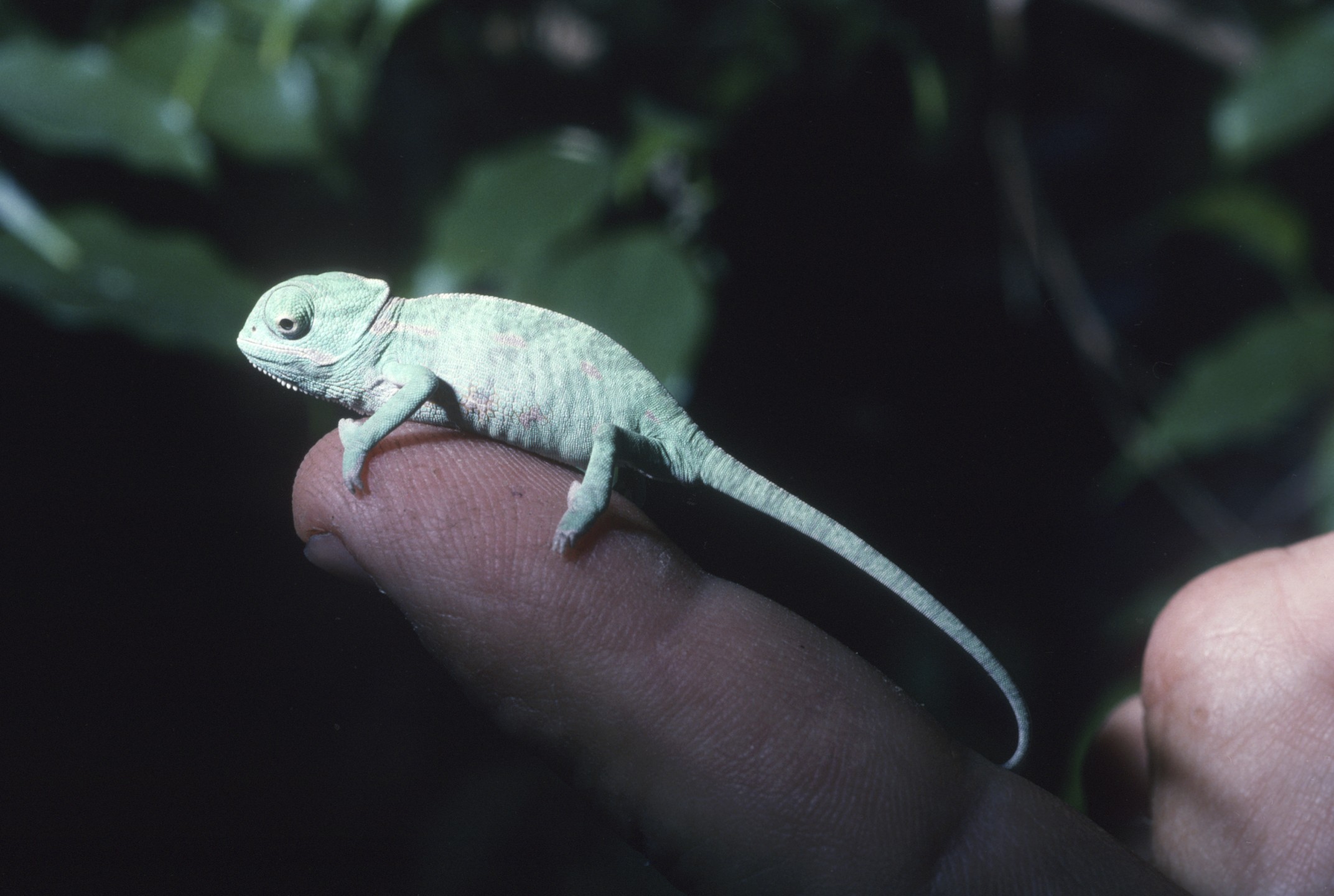 Veiled chameleon hatchling