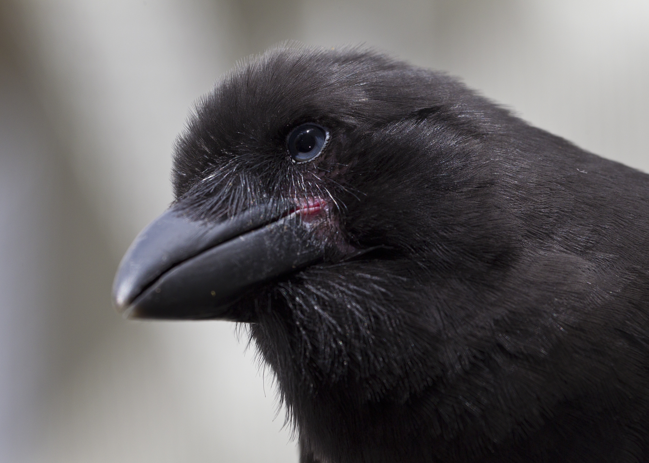 a-complicated-crow-san-diego-zoo-100