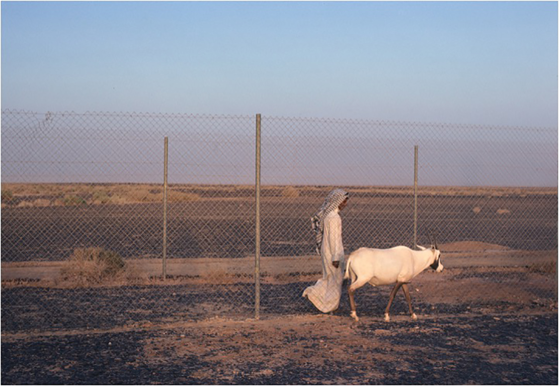 Release of Arabian oryx to Oman