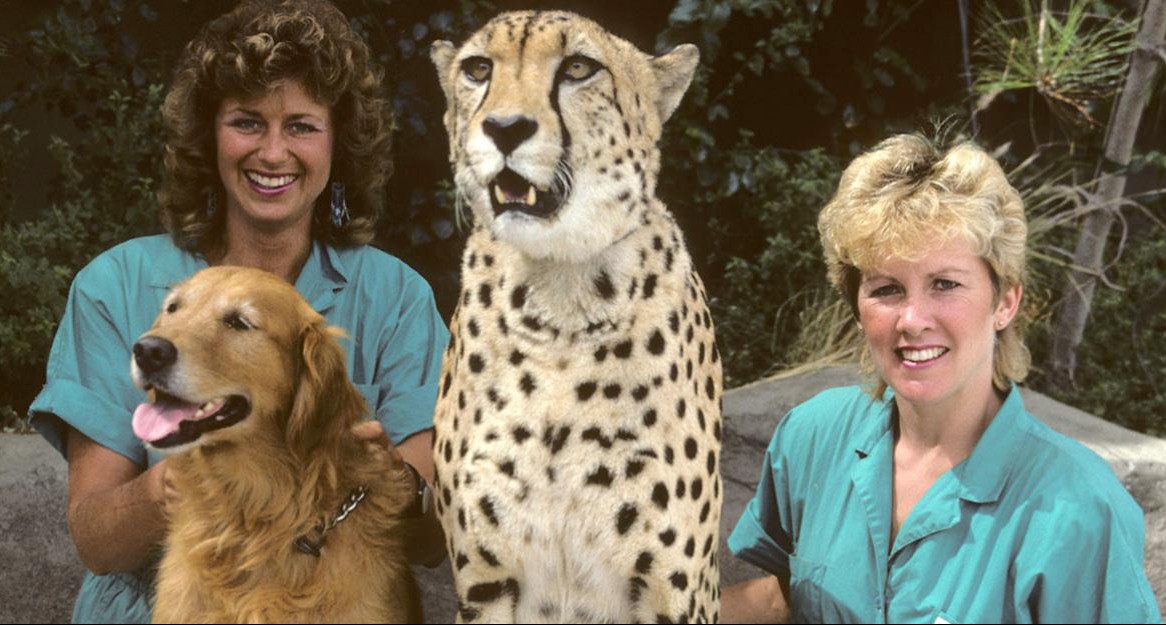 Goldren retriever Anna and cheetah Arusha pause for a picture, as adults later in their Zoo career, with trainers Kathy Marmack and Carlee Robinson.