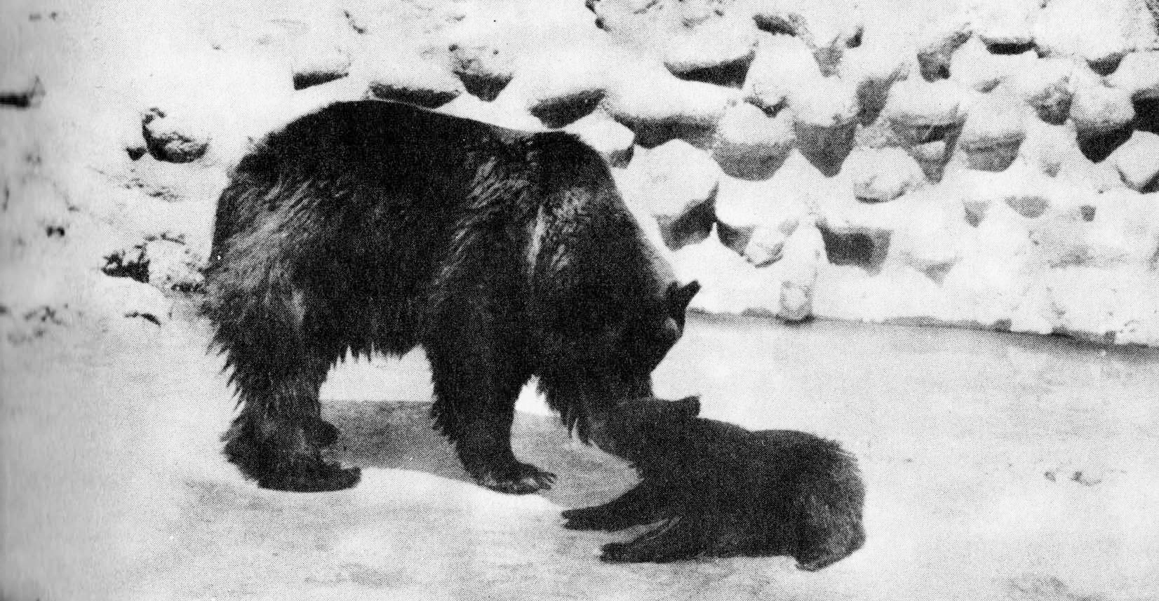 Babe and Lottie, grizzly bears