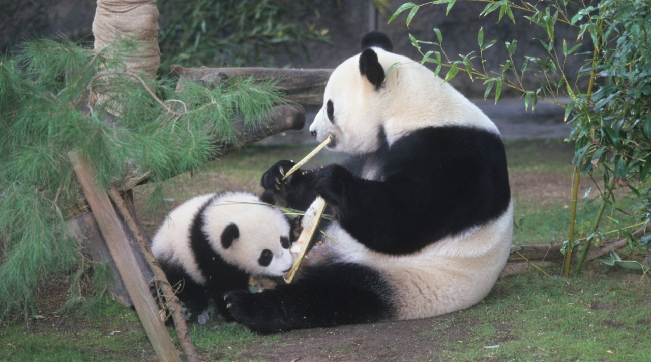 Imitation is a common form of learning in many animals, and it wasn't long before Hua Mei was following Bai Yun's lead and mouthing bamboo, apples, and yams. She didn't think much of them at first and spit them out, but she got an A for effort, and soon enough she found them pretty tasty, too.