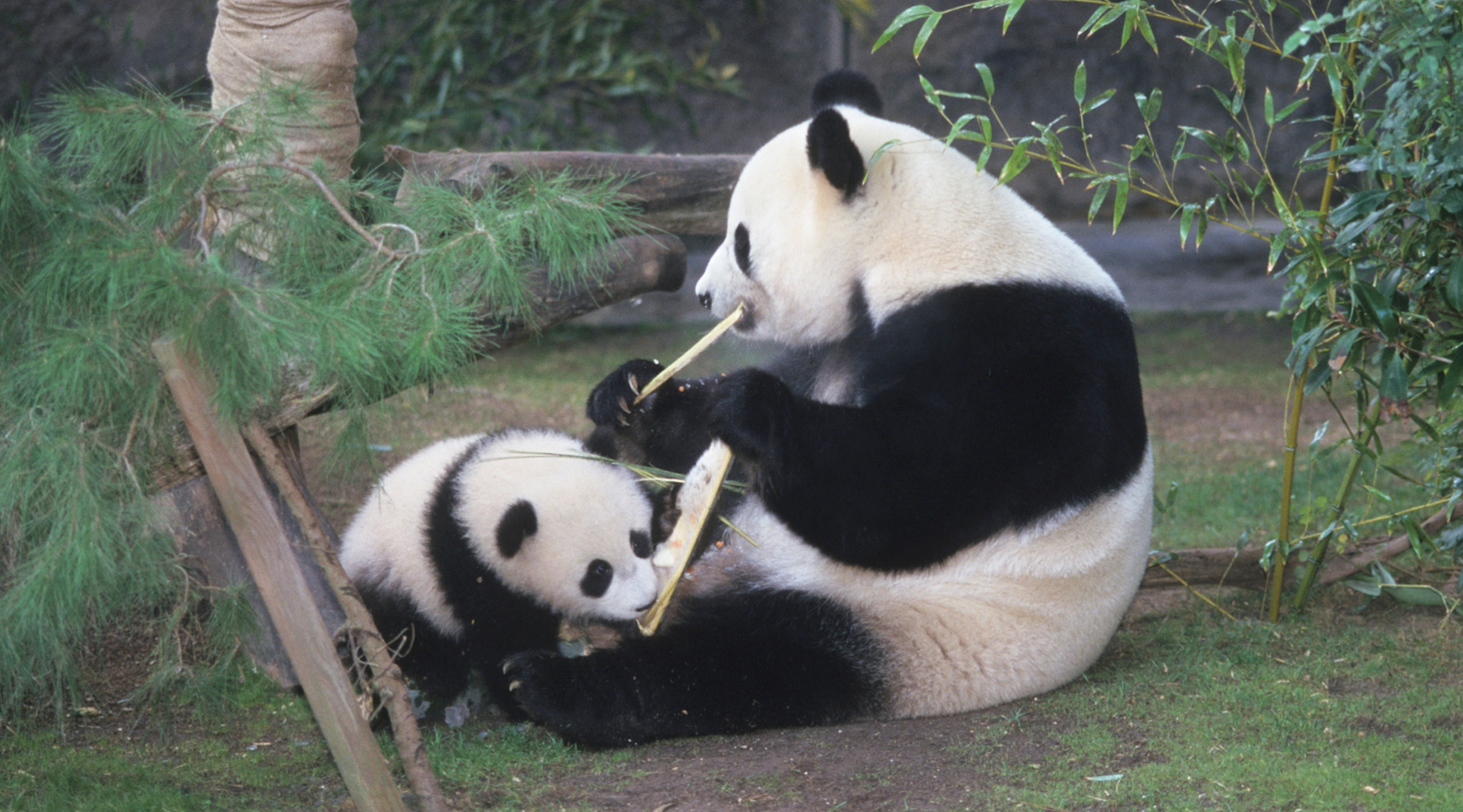 Bai Yun and Hua Mei, giant pandas