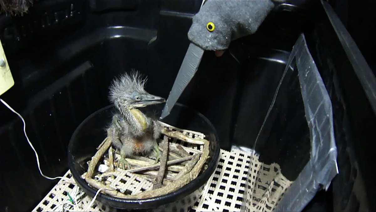 White-bellied heron chick
