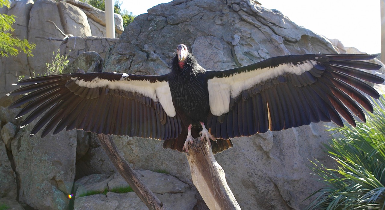 With a wingspan of nine feet, the California condors were an awe-inspiring sight up close, as visitors had never been able to see them before.