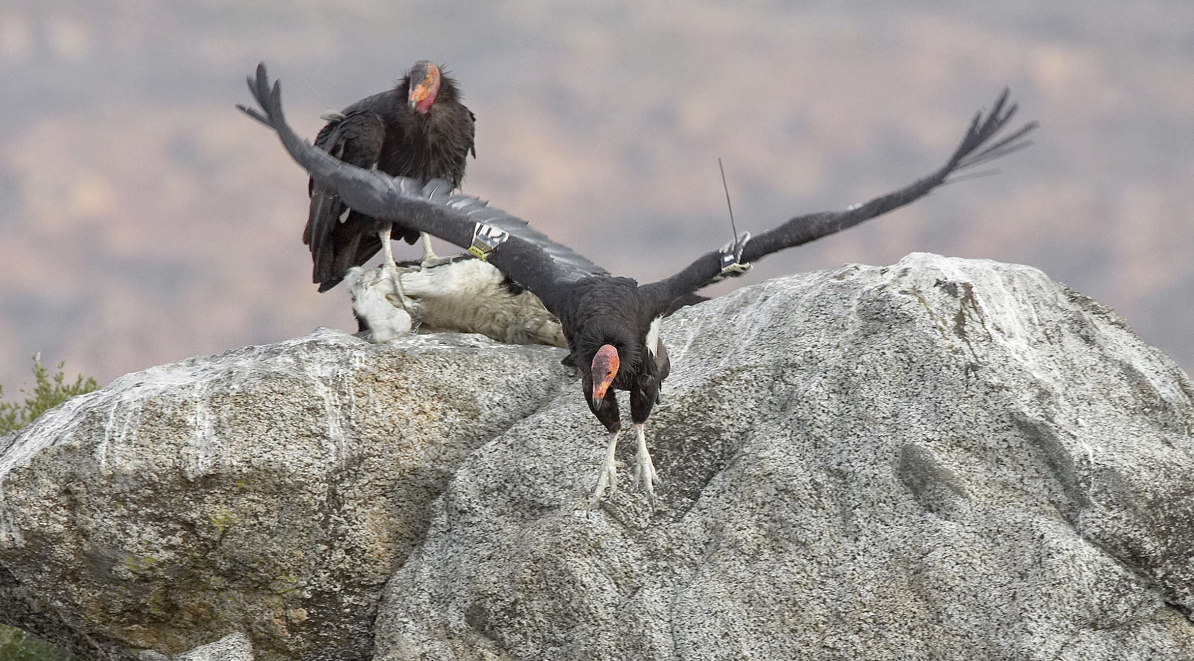 California condor release