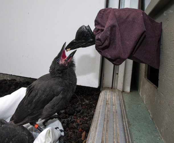 Feeding alala chick by hand puppet