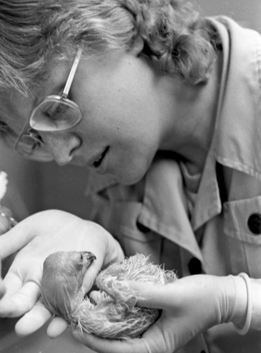 Another triumph: A second California condor chick, also brought to the Zoo's Avian Propagation Center by helicopter a few days after Sisquoc, hatched on April 5, 1983. Seen here carefully held by zoologist Cyndi Kuehler just after he hatched, he was named Tecuya, after the Tecuya Ridge in the condor habitat where his egg was collected.