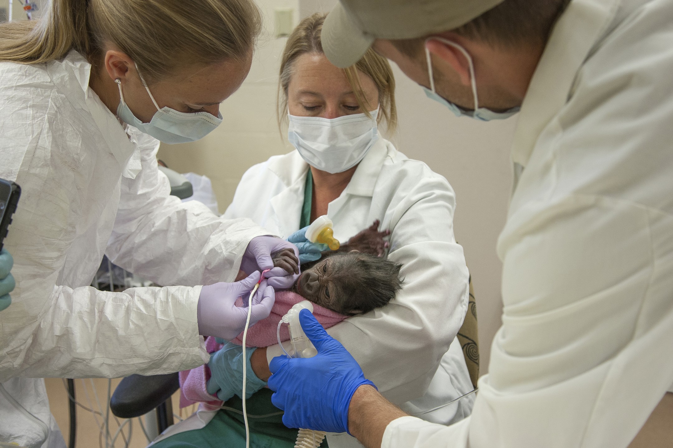 When gorilla Imani showed signs of trouble during her delivery, she was taken to the Zoo's Harter Veterinary Hospital and the baby was delivered by c-section. The baby, later named Joanne, was full term and weighed 4.6 pounds. She was delivered by a team of San Diego Zoo Global staff and outside consultants, including Dr. Dawn Reeves, a human neonatal specialist from UCSD Medical Center. Then Joanne showed signs of complications believed to be related to the difficult labor—she was put into intensive care to receive oxygen and supplemental fluids. The baby was breathing a lot faster and her heart rate was elevated. They did an x-ray and confirmed that the baby gorilla had a collapsed lung and had to undergo treatment. The care team, including Dr. Mark Greenberg, an anesthesiologist and respiratory specialist from UCSD Medical Center, quickly assembled for a procedure to fix the collapsed lung. After carefully intubating Joanne, they suctioned out a mucus plug that was in her right lung, likely aspirated at the time of delivery. Following the procedure the medical teams were able to re-inflate the lung. After a repeat chest x-ray, both lungs were fully inflated and the procedure was successful.