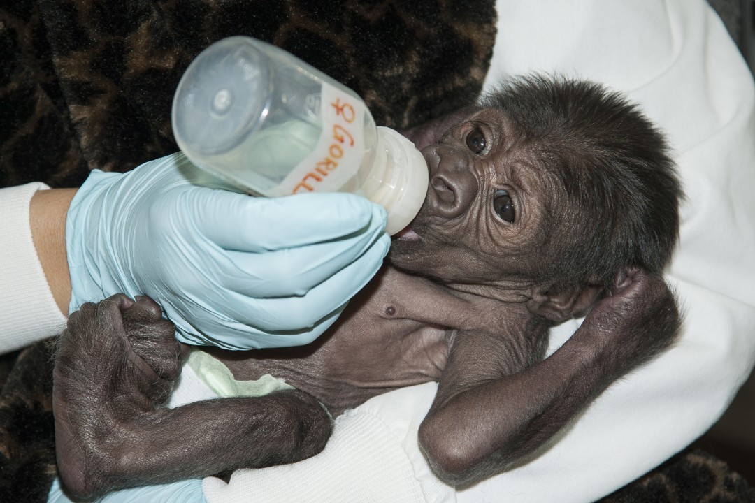 As if a collapsed lung weren't enough, it was then determined that Joanne had pneumonia! After a course of treatment, th 8-day-old baby showed great improvement. She was strong enough to breathe on her own and no longer needed supplemental oxygen, so the animal care staff were able to start giving her bottles with an infant formula that she quickly gulped down. She was getting lots of calories, her vital signs were normal, she was bright-eyed and tracking what was going on around her—and all indications were that she had survived her ordeal and was going to be just fine.