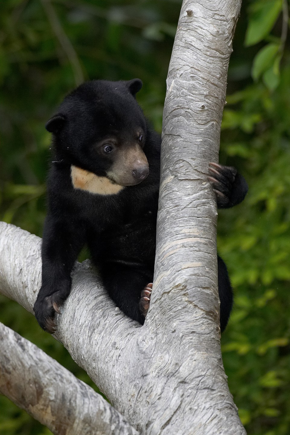 Danum, Bornean sun bear