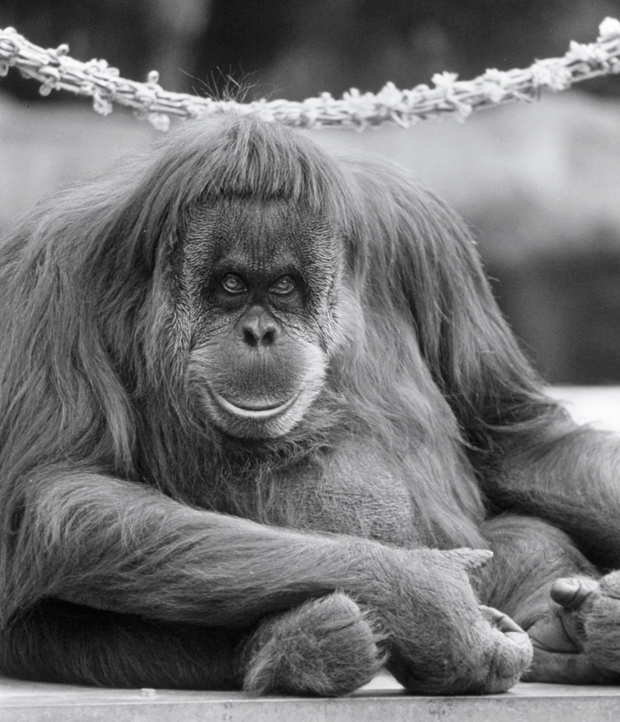 Doris the orangutan actually came to the Zoo the year before Ahkup and Batavia, but she joined them once they arrived.