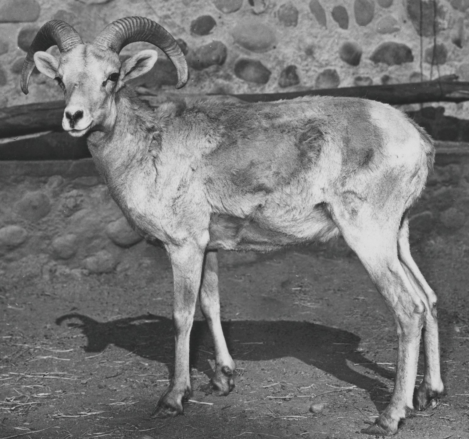 Elmer, bighorn sheep