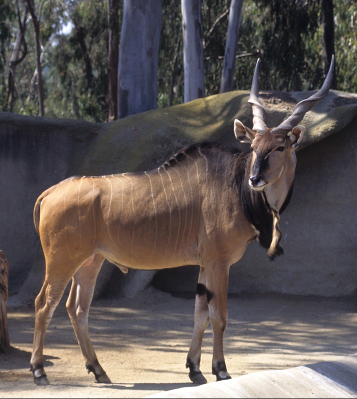 The two male Lord Darby's giant elands that came to the Zoo in 1991 were the first of this species in the collection. They were part of a collaborative program that included the Cincinnati Zoo, Los Angeles Zoo, International Animal Exchange, White Oak Conservation Center, and the Zoological Society of San Diego to create assurance groups of these threatened antelope outside of Africa. The males were soon joined by females, and by 1998, the Zoological Society had 11 giant eland, 1 male and 4 females at the Zoo and 4 males and 2 females at the Wild Animal Park. 