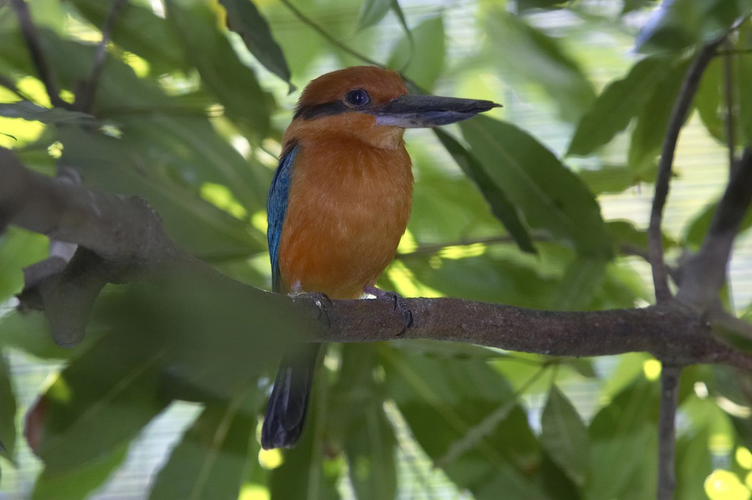 Guam kingfisher, an endangered species very rare in zoos