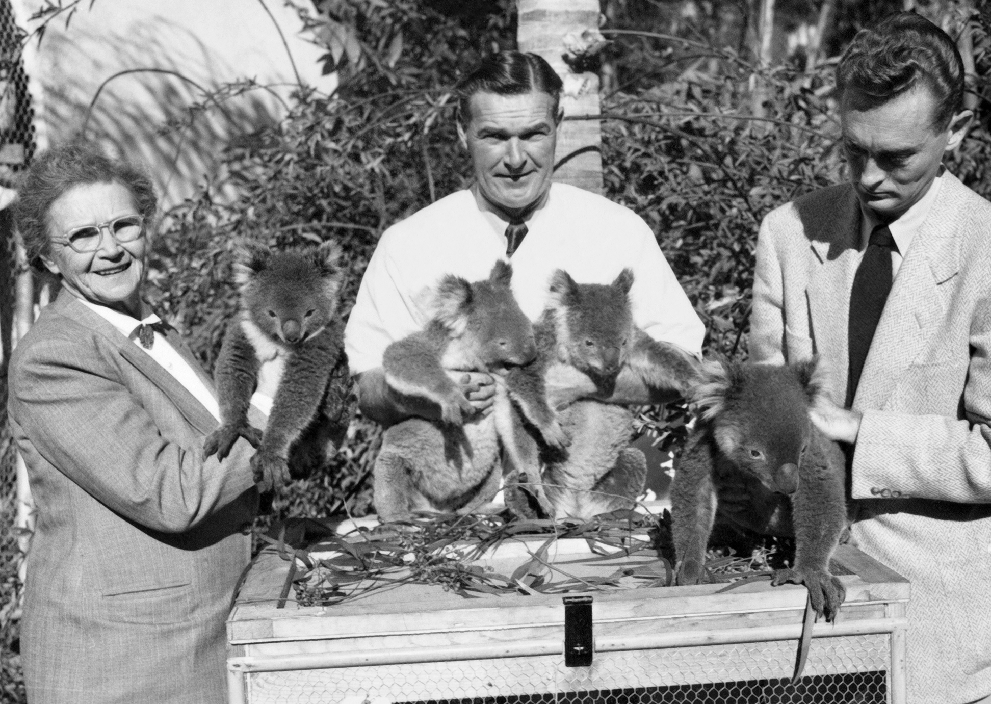 Belle Benchley, veterinarian Dr. Glen Crosbie, and mammal curator Ken Stott, Jr. welcome the four koalas that came from Australia to play their part in the Hollywood film Botany Bay.