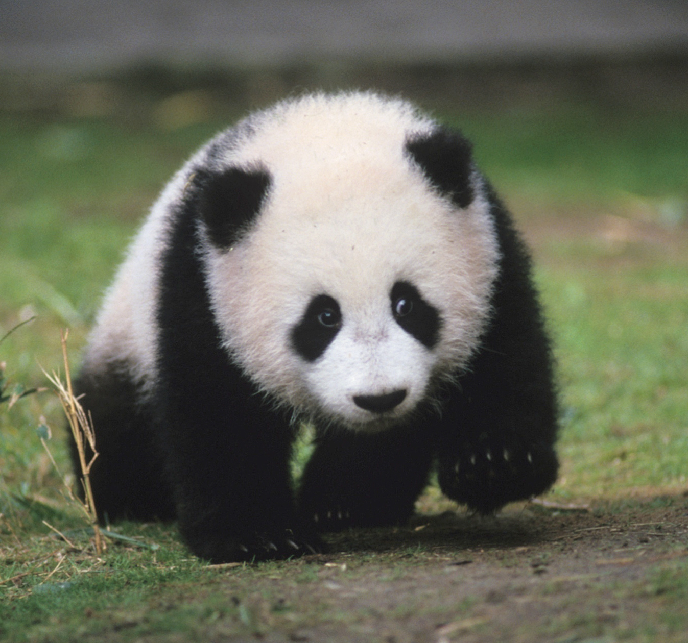 Hua Mei, giant panda