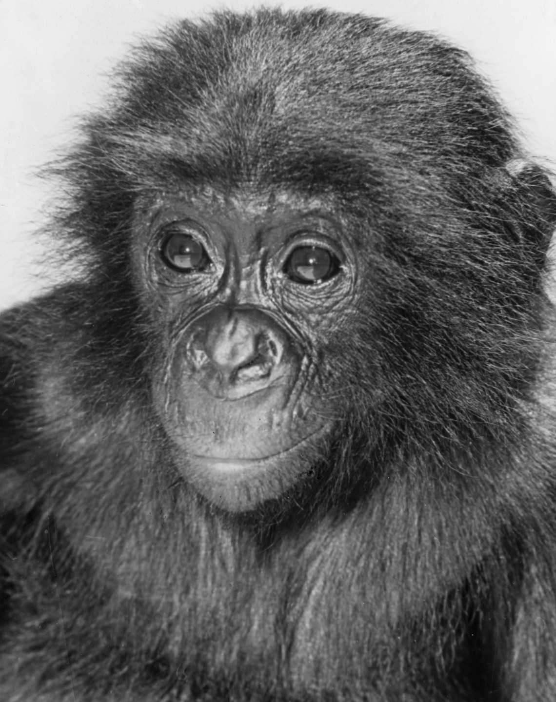 Kakowet, whose name comes from the sound of the French word for peanut, came from the Leopoldville Zoo in the Congo Republic, where he was doted on and given special privileges by Leopoldville Zoo manager Willy Peeters. Kakowet was donated to the San Diego Zoo, and on his flight to the U.S., he was even given the run of the plane and befriended the crew! Once he arrived in San Diego in June 1960, he settled into his new home in the Children's Zoo, and he charmed his way into everyone's affections there, too. And he had plenty of playmates—the little 