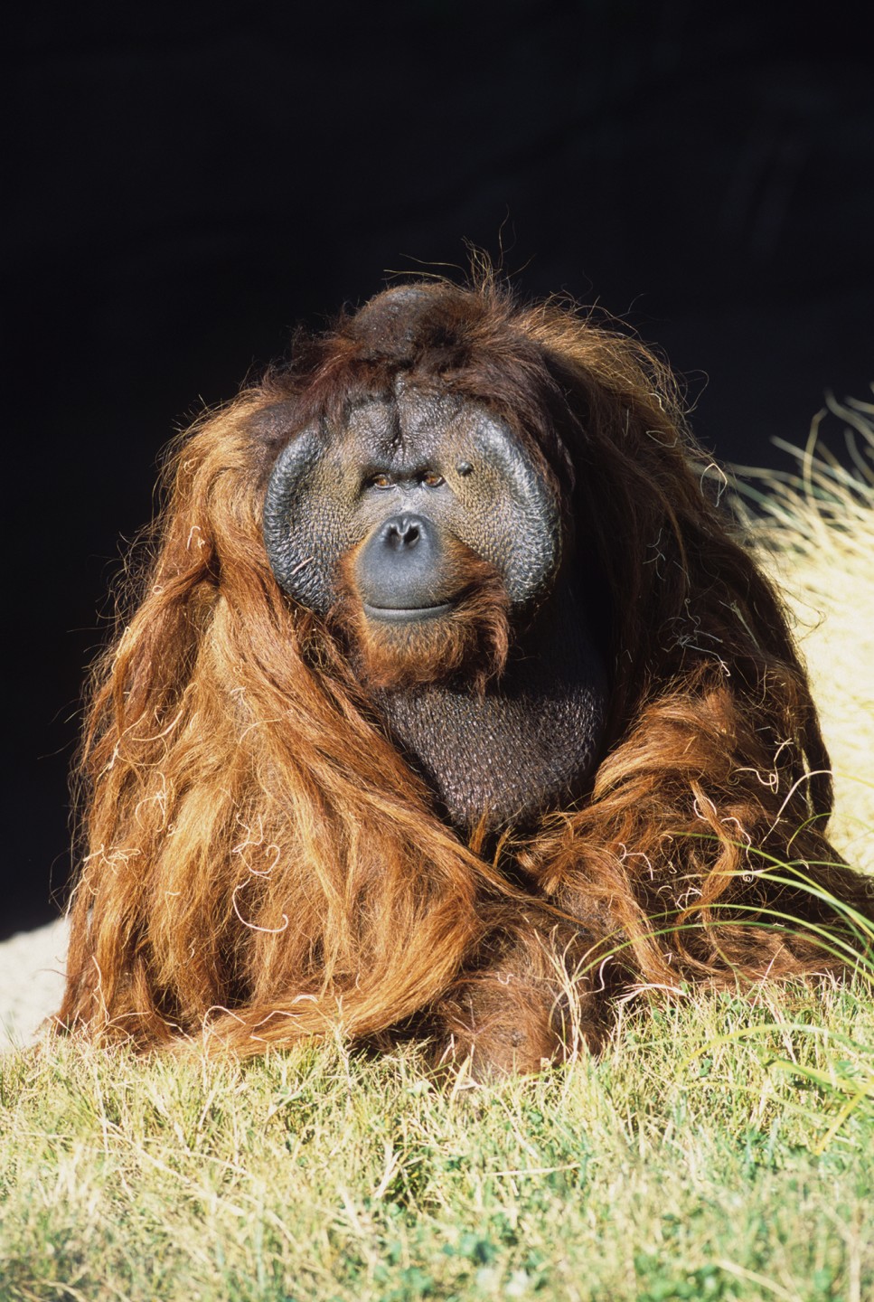 Ken Allen, Bornean orangutan