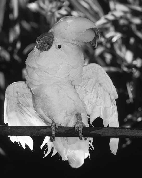 King Tut, salmon-crested cockatoo