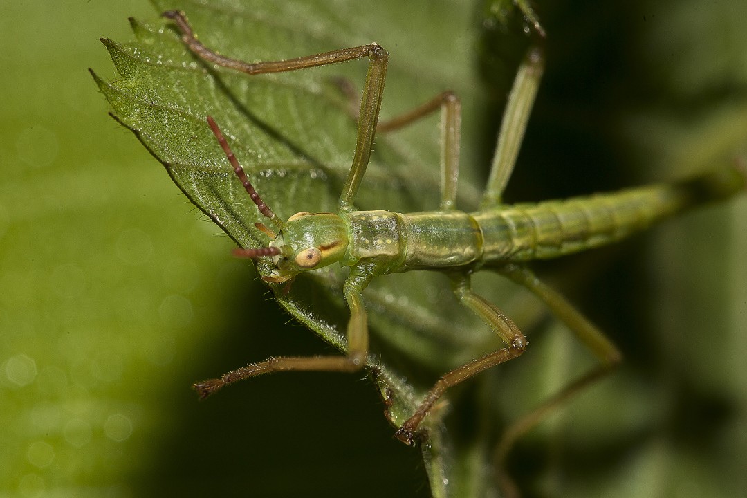 A key conservation project for the Entomology Department, in conjunction with the Horticulture Department, is to help save the Lord Howe Island stick insect from extinction.