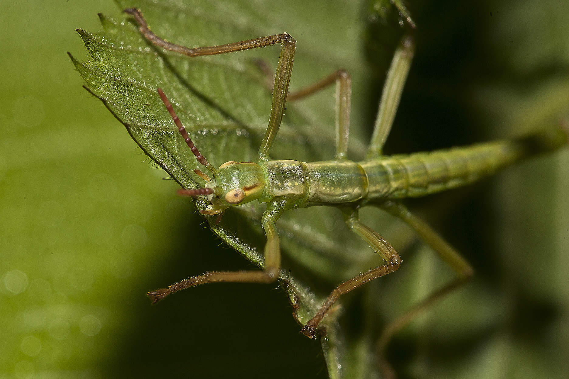 Lord Howe Island stick insect