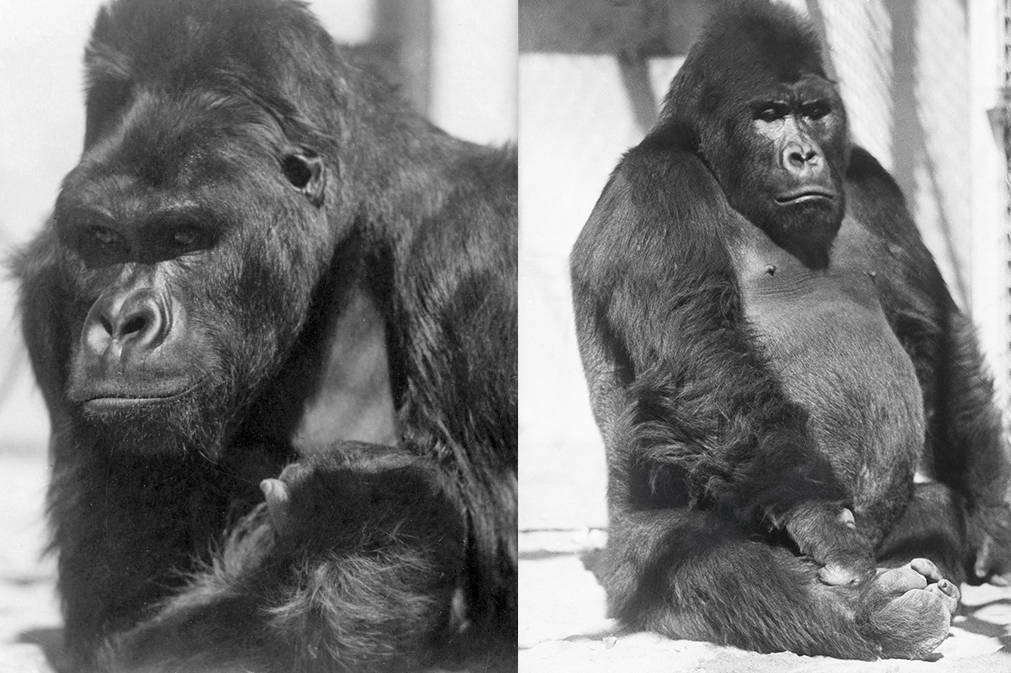 Ngagi and Mbongo gorillas as handsome adults