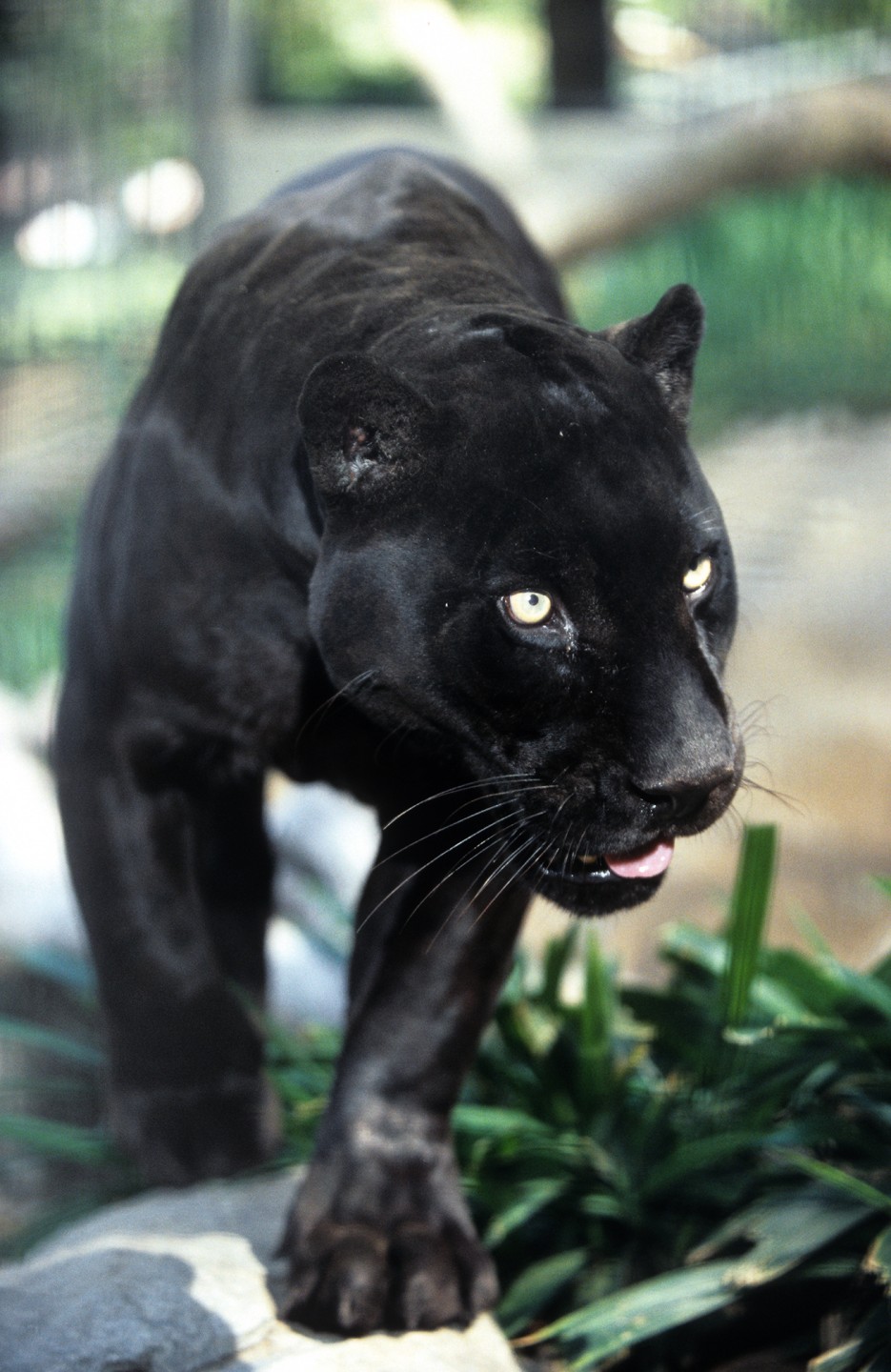 Orson, jaguar