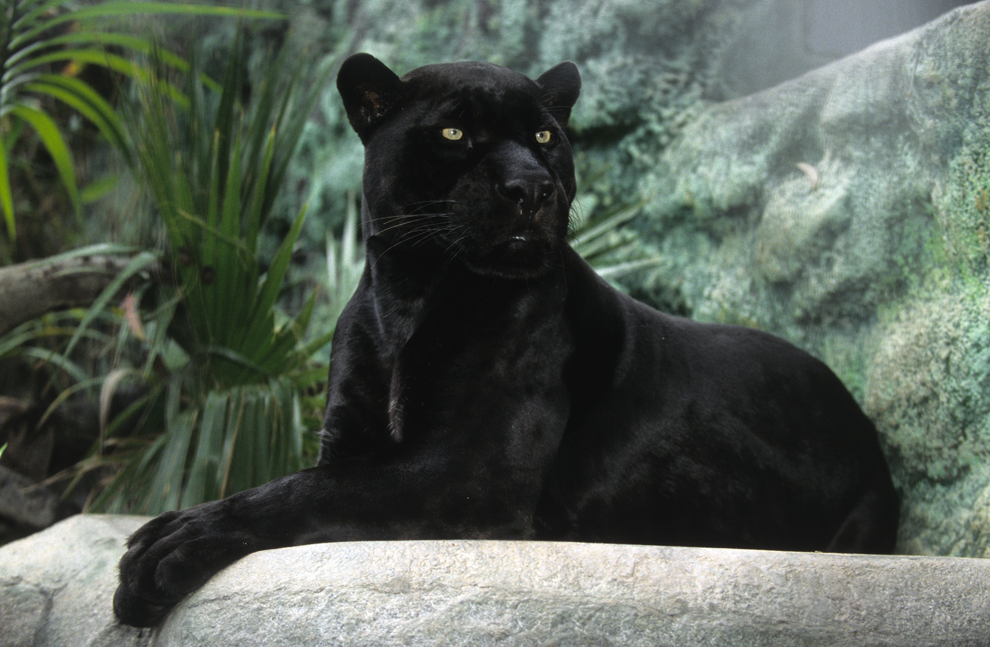 Orson, jaguar