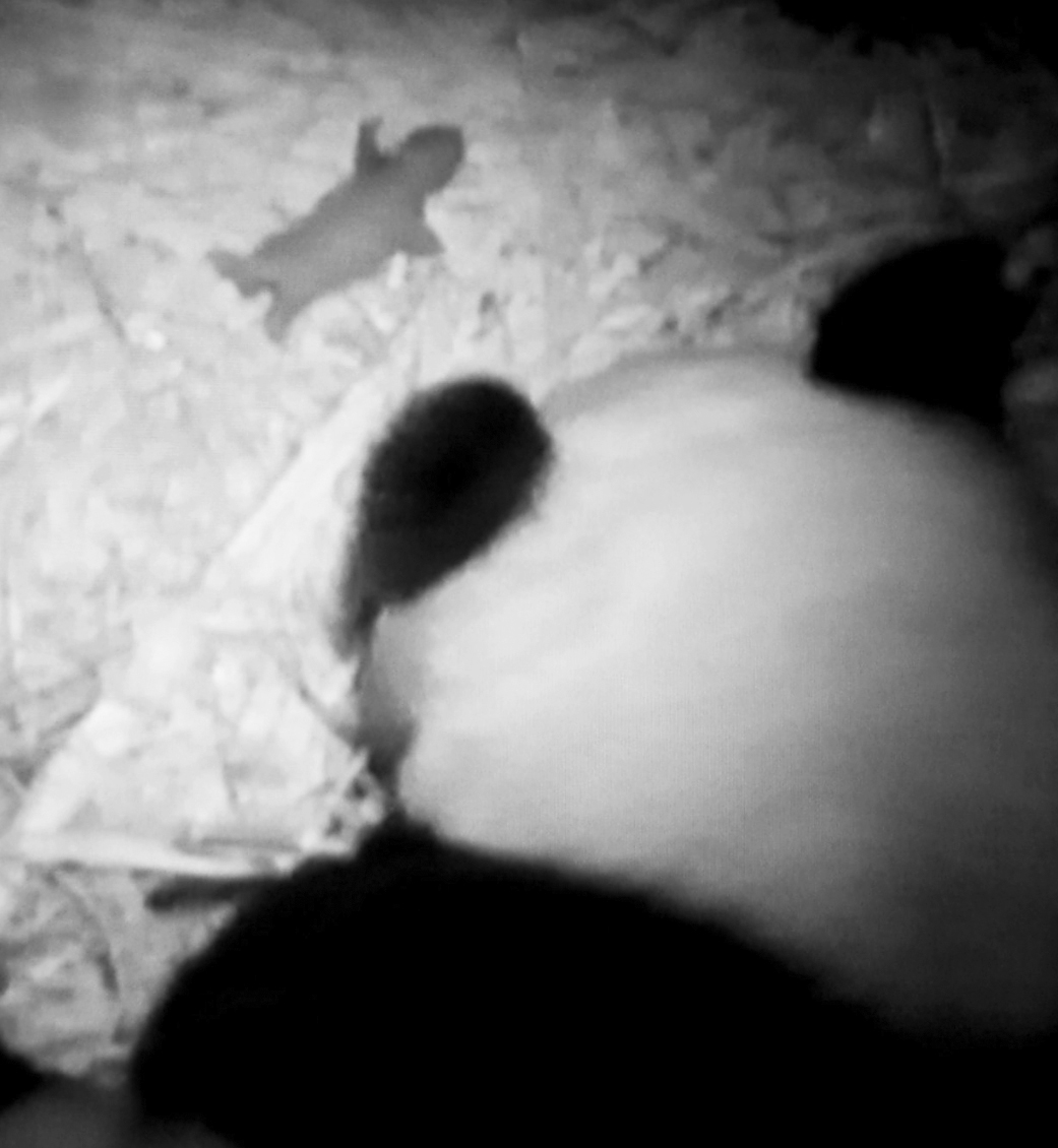 Bali Yun did not even leave the den to get a drink of water until August 25, four days after Hua Mei's birth, and she was only gone for five minutes. Her brief absence did allow a good camera view of the cub, however. Researchers learned a great deal from observations of Bai Yun before, during, and after the birth and studied details of behavior from videotapes recorded in the den every day. On September 27, 1999, live video from the den began being shown live on the Zoo’s website—the launch of Panda Cam!