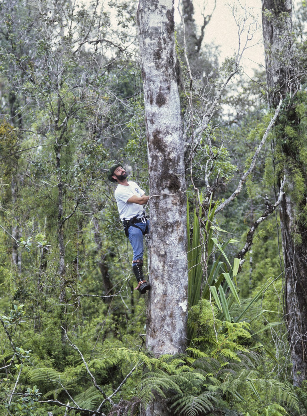 One of the Horticulture Department staff members on the expedition was arborist Daniel Simpson, who brought tree-climbing equipment to reach orchids, ferns, and other epiphytes that would only be found high up in the forest canopy. It was a good thing he had extensive experience—he needed it!