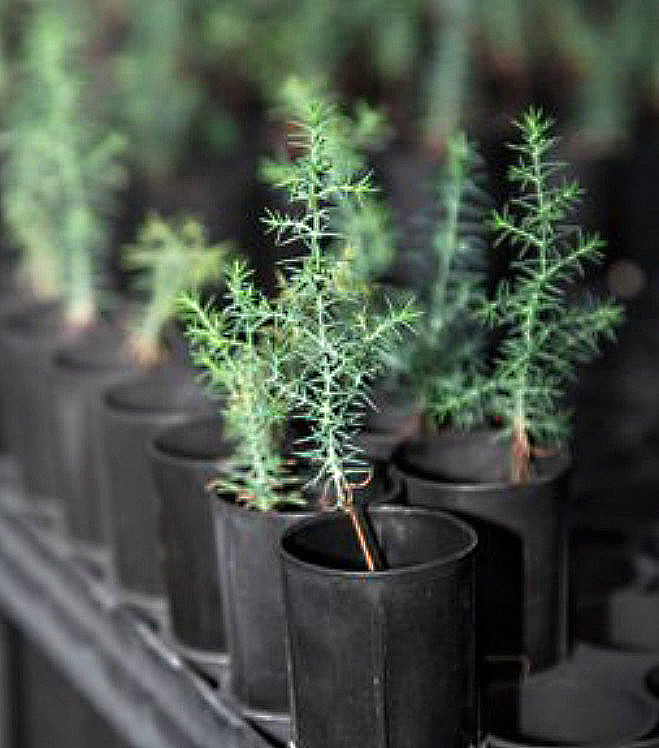 Tecate cypress seedlings