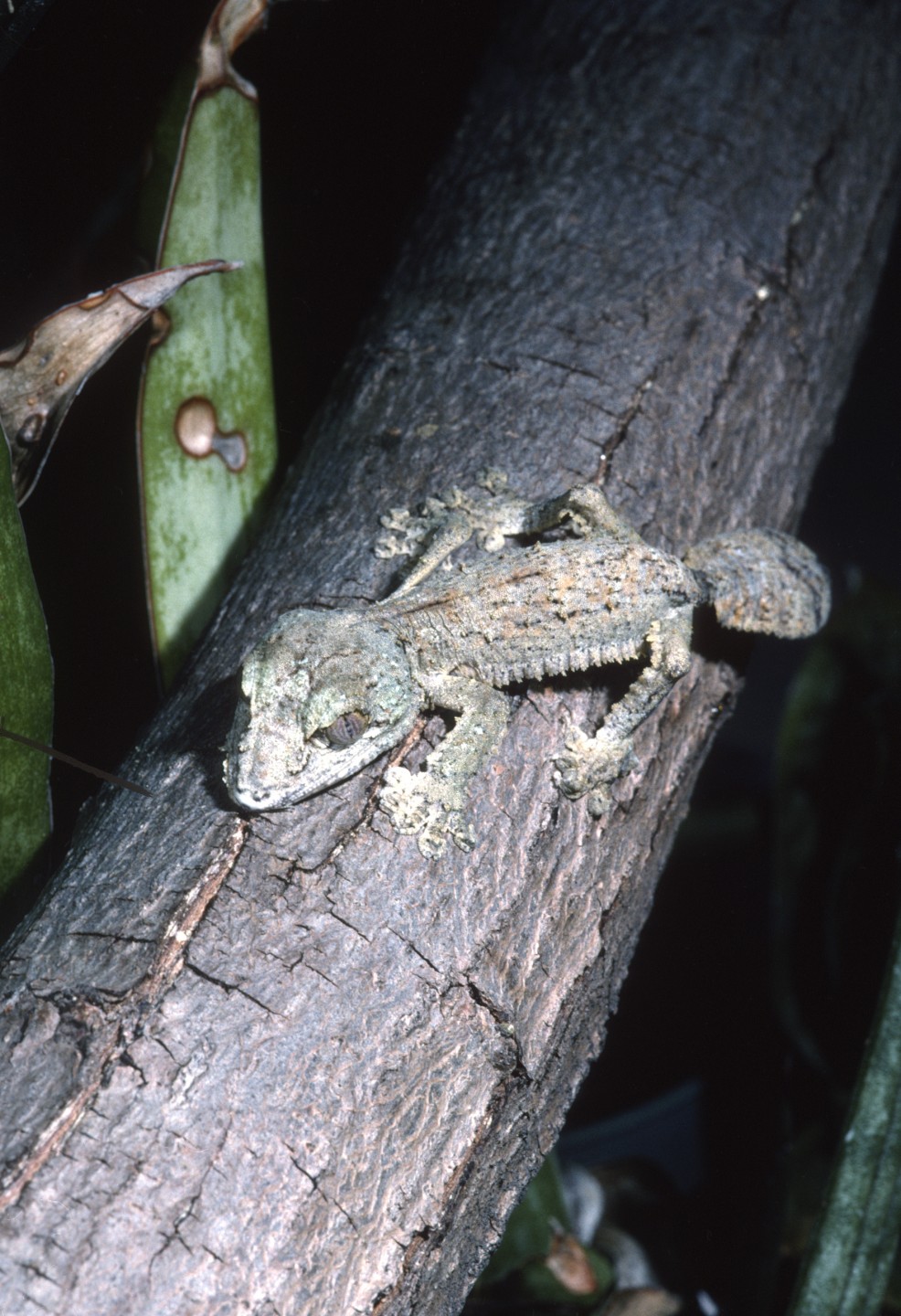 Malagasy leaf-tailed gecko