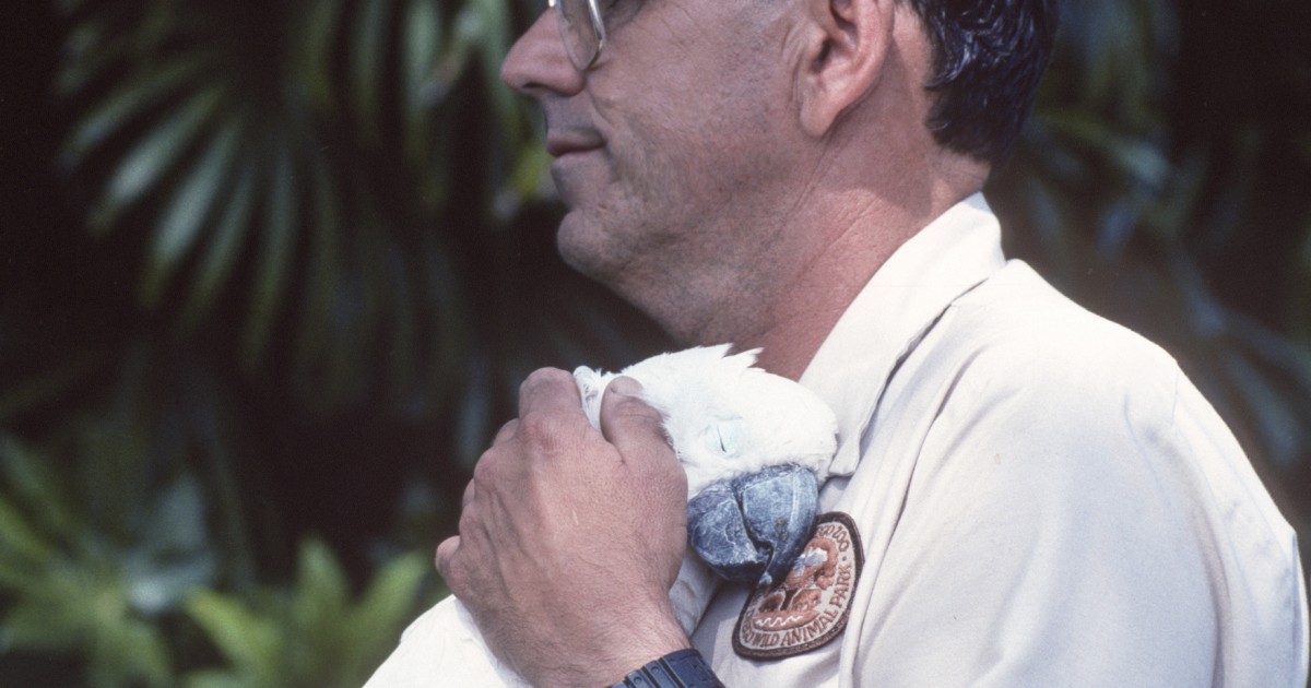 King Tut, salmoncrested cockatoo San Diego Zoo 100