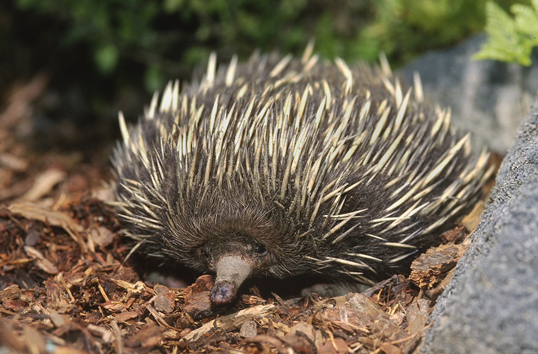 The strange and wonderful echidna has long been popular at the San Diego Zoo—many longtime Zoo members probably remember Victor, the echidna that lived in the Children's Zoo for many years.
